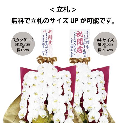 胡蝶蘭 10本立ち