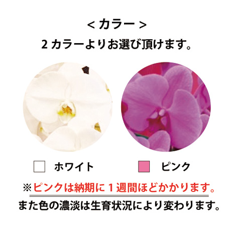 胡蝶蘭 10本立ち