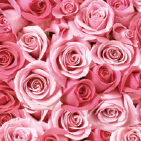 4色1本から注文できるバラの花束イメージ