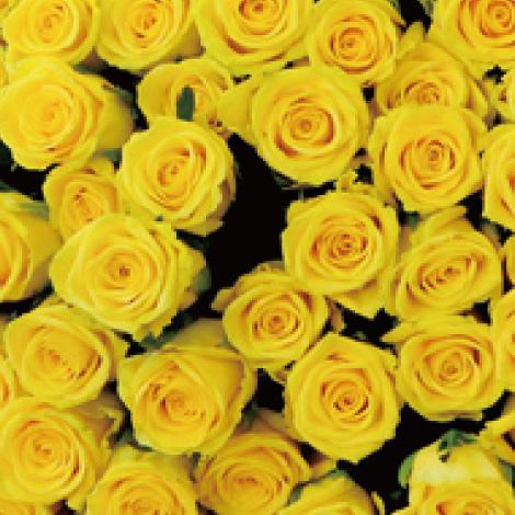 4色1本から注文できるバラの花束イメージ