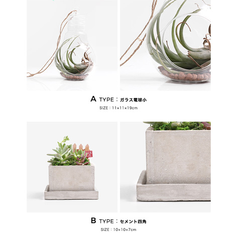 多肉植物 選べる4種の花鉢 Mサイズイメージ