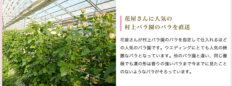 熊本阿蘇村上バラ園 ２種類、どちらか選べるバラのギフト 商品の特徴