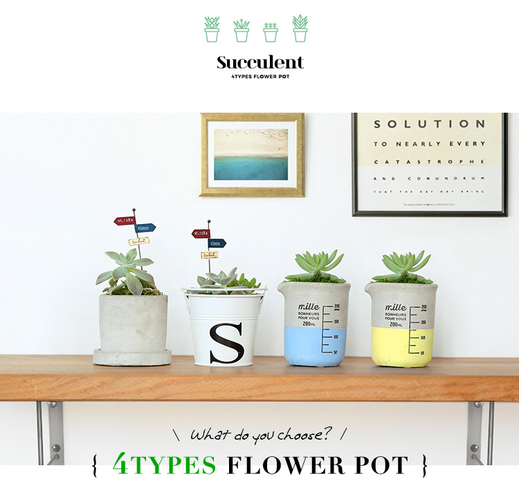 多肉植物 選べる4種の花鉢 Sサイズ 商品の特徴